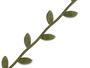 Prýmek saténový šíře 25 mm listy zelené, 2